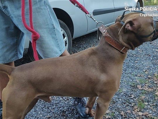 10-latek wyprowadzał psa, na jego pupila rzucił się rozjuszony pitbull. Policjant obezwładnił zwierzę