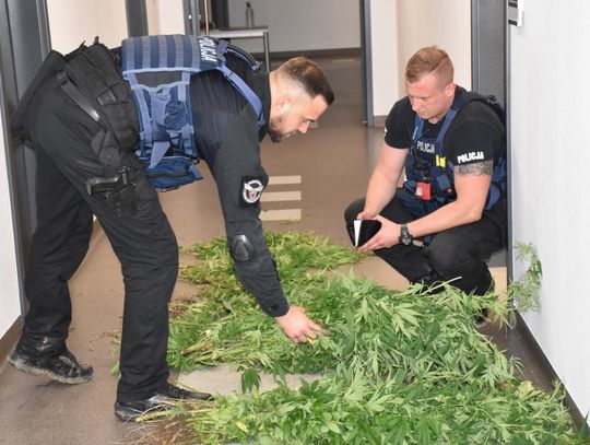 15-latek uprawiał zioło na dużą skalę. Po ścięciu wyszło 5 kg marihuany [WIDEO]