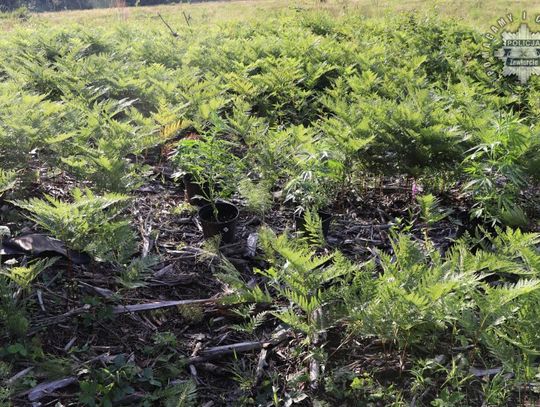 16-latek ukrył zioło między paprociami. Został złapany, gdy doglądał swojej plantacji