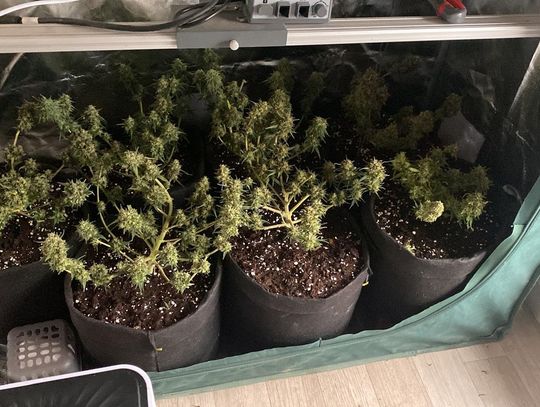 19-latek chował w pokoju marihuanę i mefedron. Potem policjanci odkryli też jego uprawę