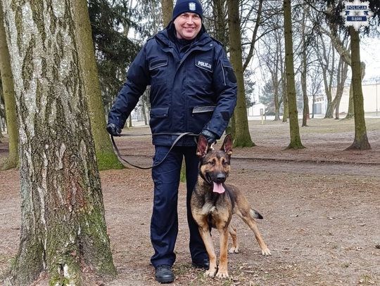 22-latek dachował peugeotem i uciekł z miejsca. Pijanego kierowcę wytropił policyjny pies "wafel" 22-latek dachował peugeotem i uciekł z miejsca. Pijanego kierowcę wytropił policyjny pies "wafel"