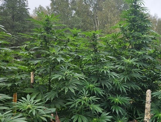 23-latek zatrzymany za uprawę i posiadanie marihuany. Pomagała mu 56-letnia kobieta