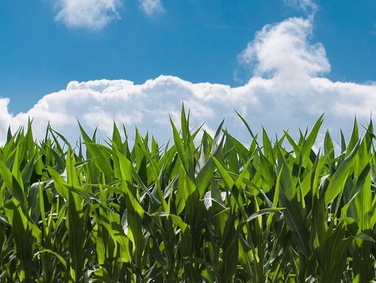 27-latek upozorował własne porwanie i żądał okupu od rodziny. Znaleźli go pijanego w polu kukurydzy