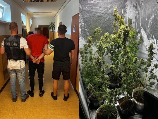 28-latek zamienił pokój w plantację zioła. Ustawił specjalny namiot, plony przerabiał na susz