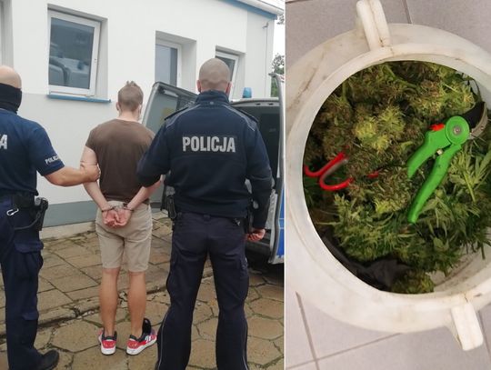 29-latek miał 2,5 kg marihuany. Kryminalni dotarli też do jego plantacji konopi