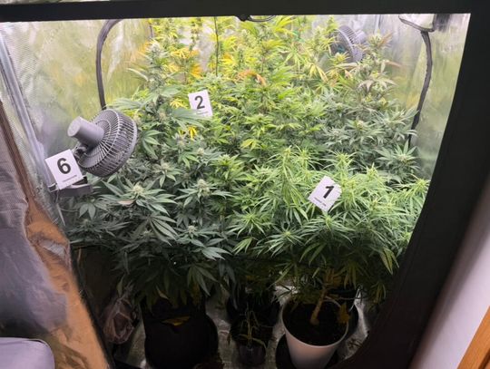 30-latek miał w domu profesjonalną uprawę i 2,5 kg marihuany. Zgubiło go nerwowe zachowanie 30-latek miał w domu profesjonalną uprawę i 2,5 kg marihuany. Zgubiło go nerwowe zachowanie