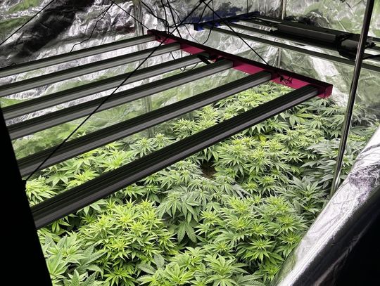 30-latek miał w pokoju plantację konopi indyjskich. Policjanci musieli go obezwładnić, aby wejść do środka 30-latek miał w pokoju plantację konopi indyjskich. Policjanci musieli go obezwładnić, aby wejść do środka