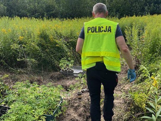 30-latek zaskoczony na plantacji konopi. Blisko 300 roślin ukrył na nieużytkach rolnych