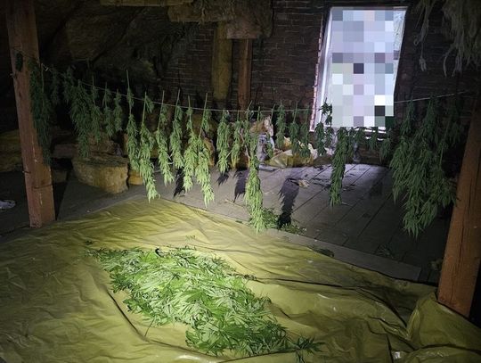 31-latek miał własną suszarnię konopi i blisko cztery kilogramy gotowej marihuany