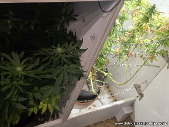 32-latek ukrył plantację marihuany w szafkach kuchennych. Tajemnica wyszła na jaw