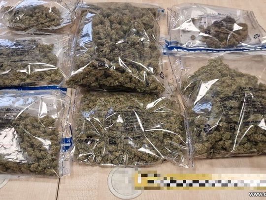 33-latek zatrzymany za posiadanie znacznej ilości marihuany. Może trafić za kratki na 10 lat