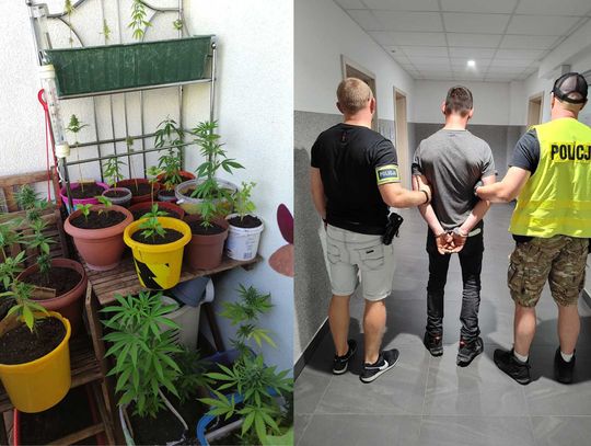 35-latek założył ogródek na balkonie. Policja się dowiedziała. Miał 20 krzewów zioła w różnej fazie wzrostu