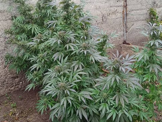 35-latek zatrzymany za uprawę konopi. Na jego posesji policjanci znaleźli dziesięć krzewów