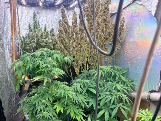 36-latek uprawiał zioło w mieszkaniu. Policjanci przejęli 25 dorodnych krzewów i pół kilo marihuany 36-latek uprawiał zioło w mieszkaniu. Policjanci przejęli 25 dorodnych krzewów i pół kilo marihuany