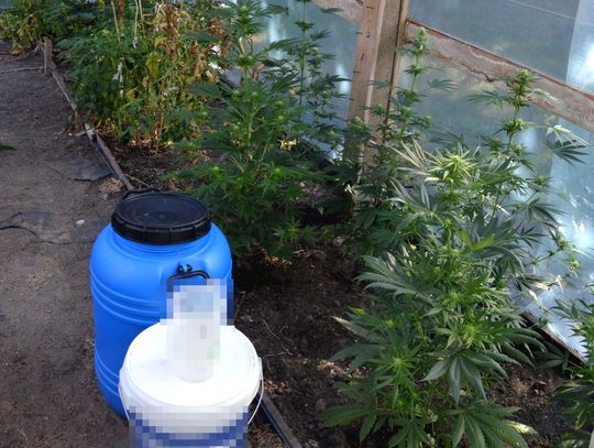 37-latek zatrzymany za nielegalną uprawę. Z roślin pozyskiwał marihuanę i olej konopny