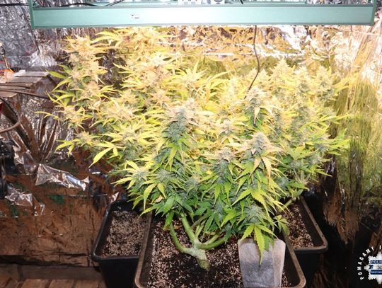 38-latek kupił nasiona w internecie i uprawiał konopie. Policjanci zabezpieczyli krzewy i marihuanę