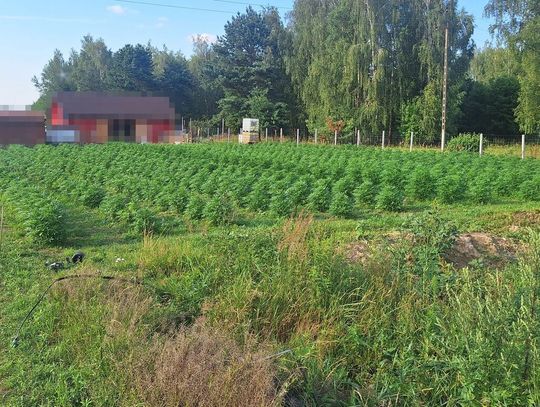 38-latek miał całe pole konopi. Policjanci zlikwidowali plantację na blisko 1300 roślin [WIDEO]