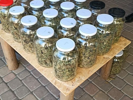 38-latek uprawiał i produkował narkotyki. Policjanci zabezpieczyli ponad 4 kg marihuany