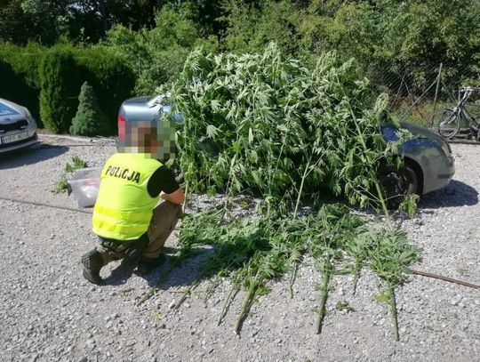 39-latek miał własną plantację, prawie kilo dragów i lewy alkohol [ZDJĘCIA]