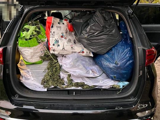 39-latek zatrzymany za posiadanie i uprawę marihuany. Namierzyli go w innym województwie