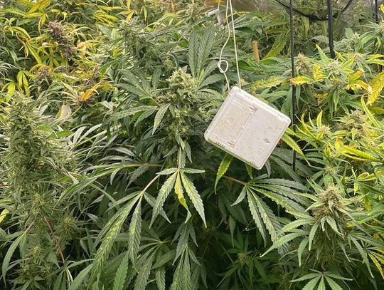 40-latek miał w mieszkaniu pokaźną plantację marihuany. Za recydywę grozi mu surowa kara