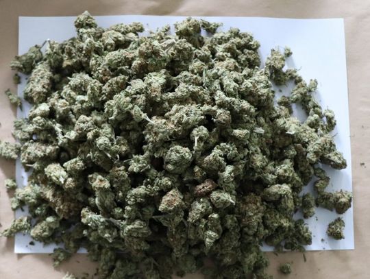 42-latek trzymał blisko pół kilograma marihuany, większość zioła miał w piwnicy