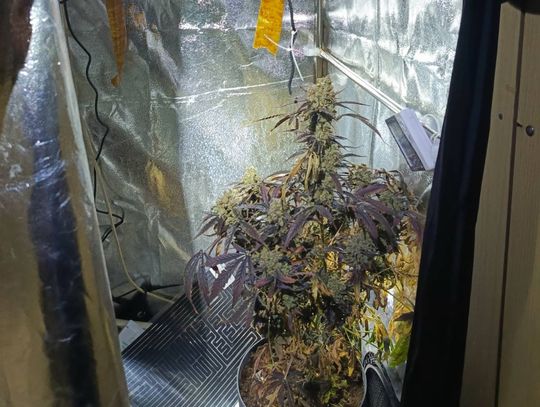 43-latek uprawiał w piwnicy krzak konopi. Po wizycie policjantów może trafić do więzienia na 3 lata 43-latek uprawiał w piwnicy krzak konopi. Po wizycie policjantów może trafić do więzienia na 3 lata