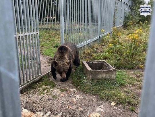 49-latek nielegalnie przetrzymywał niedźwiedzia brunatnego. Po interwencji zwierzę trafiło do ZOO
