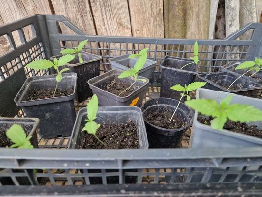 50-latek prowadził plantację marihuany. Policja znalazła też amfetaminę w worku po chlebie tostowym