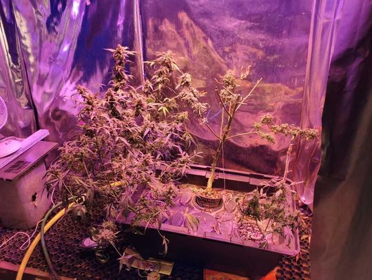 50-latek zamienił piwnicę w plantację marihuany. Policja się dowiedziała i teraz grozi mu więzienie 50-latek zamienił piwnicę w plantację marihuany. Policja się dowiedziała i teraz grozi mu więzienie