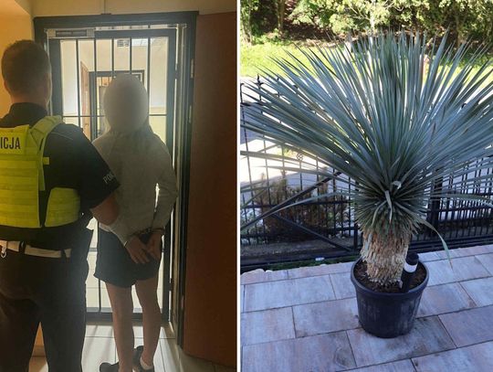 53-latka ukradła egzotyczne kwiaty warte 55 tysięcy złotych. Wcześniej robiła rekonesans