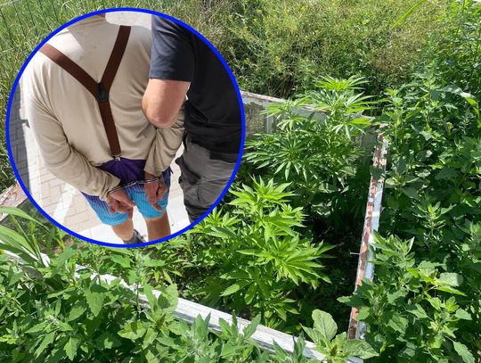 57-latek uprawiał konopie indyjskie i wytwarzał susz. Spodziewał się policji, bo wcale nie był zaskoczony