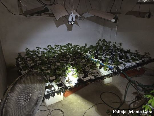 59-latek przerobił piwnicę na plantację marihuany. Uprawiał ponad 600 krzewów