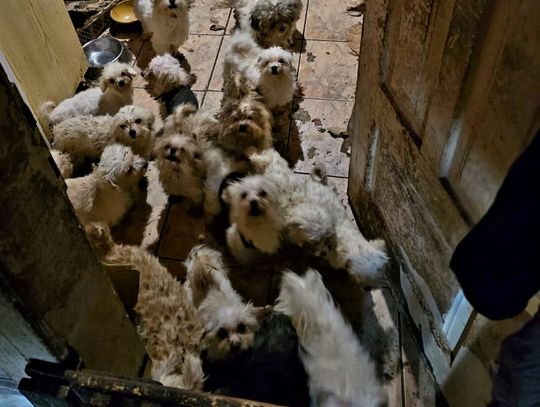 71-letnia kobieta przetrzymywała w domu 39 psów. Odpowie za znęcanie się nad zwierzętami