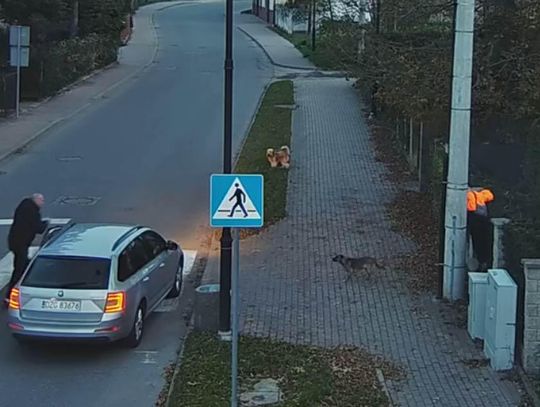 Agresywne psy zaatakowały chłopca idącego ulicą. Odpuściły dopiero na widok mężczyzny wychodzącego z auta