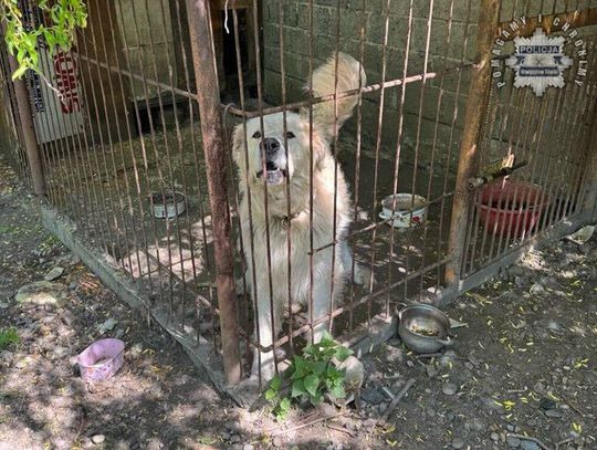 Agresywny pies wybiegł na ulicę i dotkliwie pogryzł chłopca. 85-letni właściciel owczarka go nie upilnował