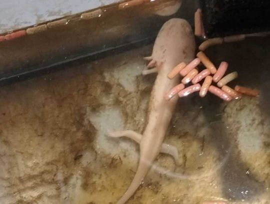 Ambystoma meksykańska w opuszczonym mieszkaniu. Właścicielka zniknęła, sprawą zajęła się policja