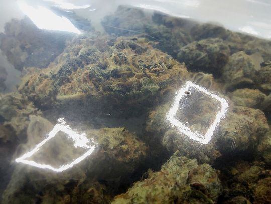 Amfetamina, marihuana i własna uprawa. Zatrzymany 56-latek spędzi trzy miesiące w areszcie
