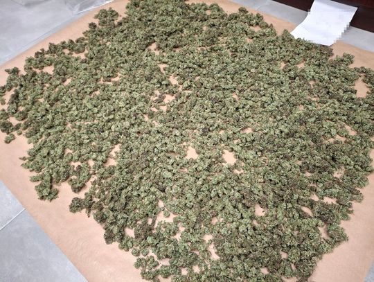Blisko 3 kg marihuany w trakcie suszenia i dwie sztuki broni. Kontrterroryści zatrzymali 41-latka