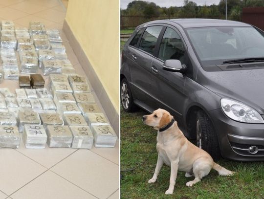 Bolo miał nosa. Pies służbowy wywęszył narkotyki o wartości 3 milionów złotych. WIDEO