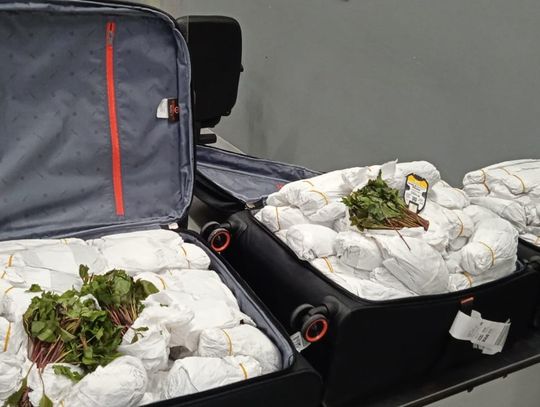 Brytyjczyk zatrzymany na Okęciu. W walizkach miał 70 kilogramów narkotycznych liści khat