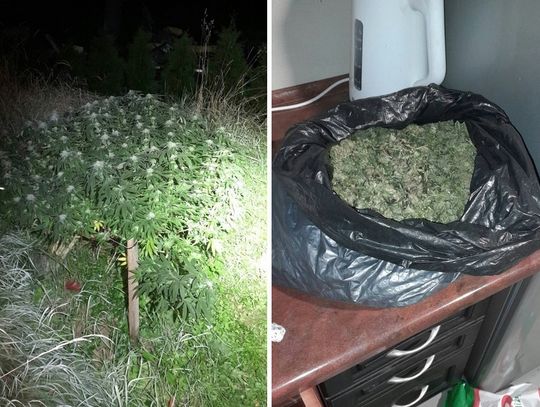 Budował dom, obok urządził plantację. Policjanci odkryli 41 krzewów za ukrytymi drzwiami