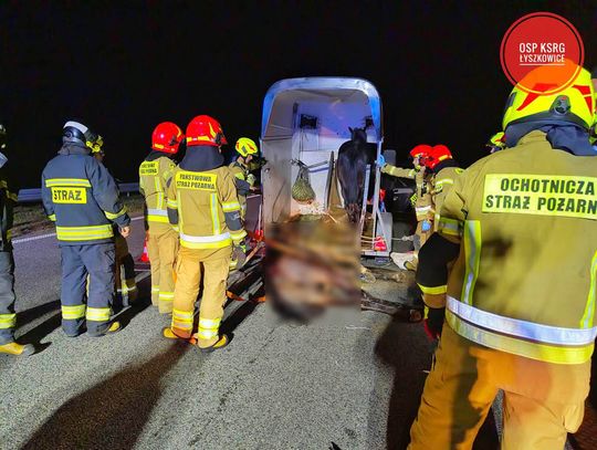 Bus wjechał w przyczepę przewożącą konie. Dramatyczny wypadek na autostradzie
