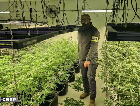 CBŚP weszło na posesję. Znaleźli 158 roślin konopi i kilogramy suszu