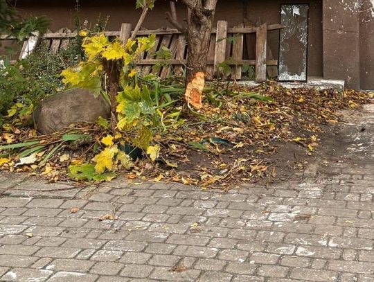 Chciał poprawić sobie widok z okna. Wyszedł z siekierą przed blok, interweniowała policja