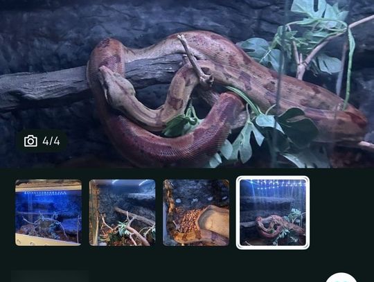 Chciał sprzedać egzotycznego węża. Okazało się, że to gatunek chroniony i teraz grozi mu więzienie