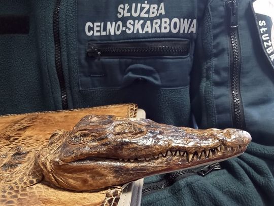 Chciał wwieźć do Polski torbę z chronionego krokodyla. Tłumaczył, że kupił ją na bazarku