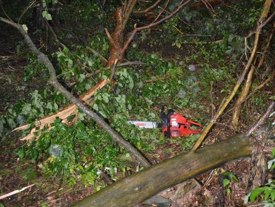 Chciał wyciąć drzewo uszkodzone przez burzę. Doszło do wypadku. Ranny w głowę mężczyzna zmarł w szpitalu