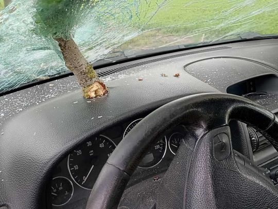 Chwile grozy podczas jazdy autem. Złamany konar przebił szybę czołową osobówki