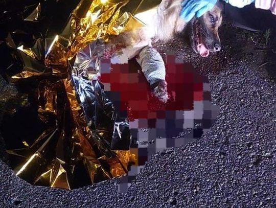 Ciężko ranny pies leżał na drodze. Szybka pomoc policjantów uratowała mu życie